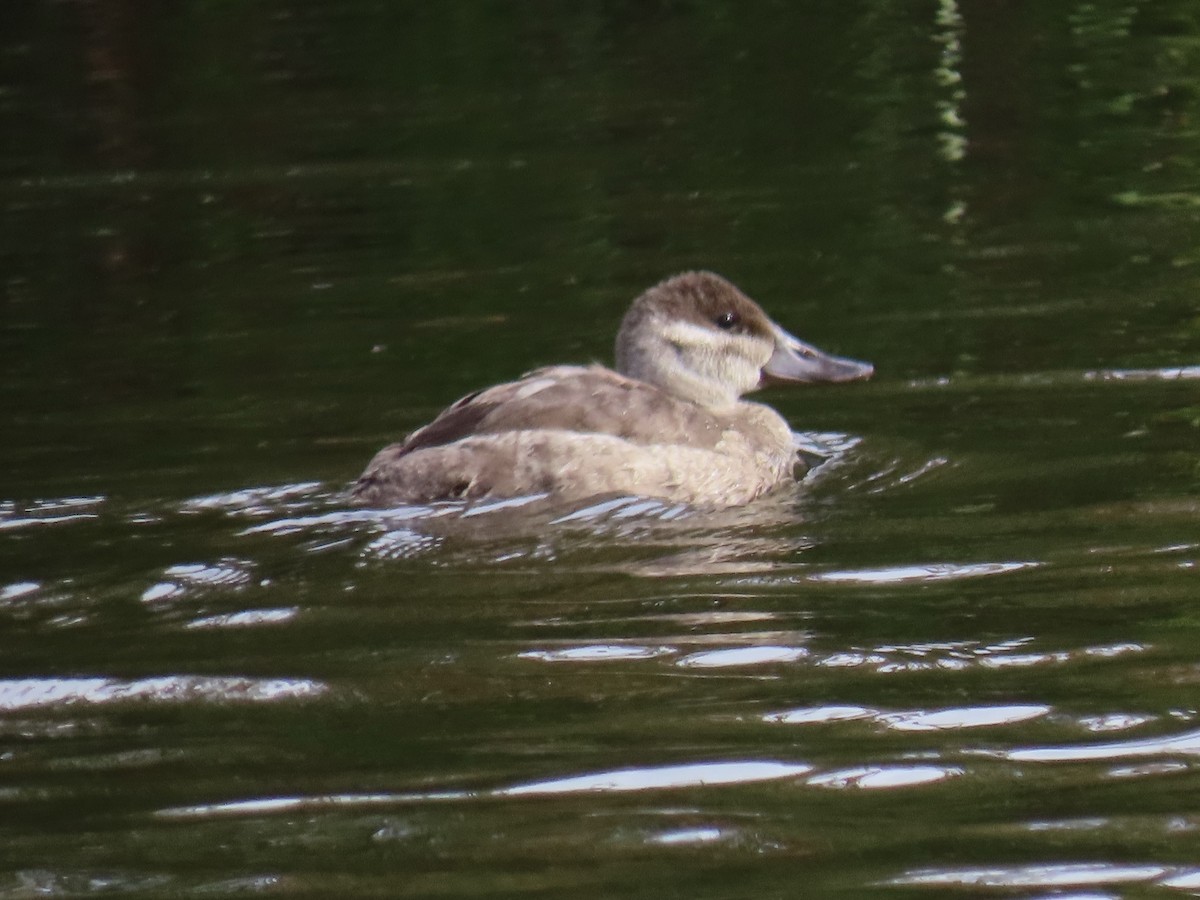 Ruddy Duck - Alane Gray