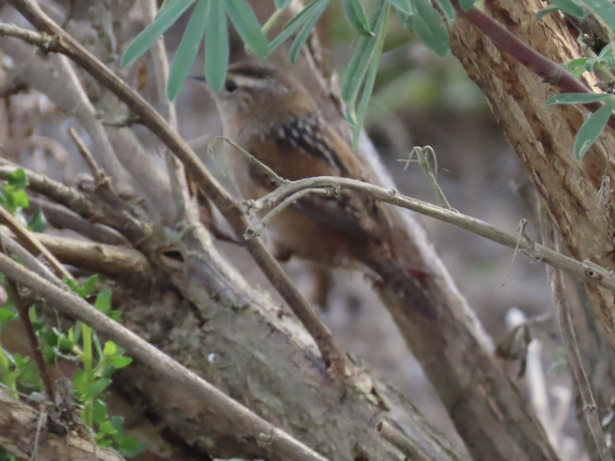 Marsh Wren - Alane Gray