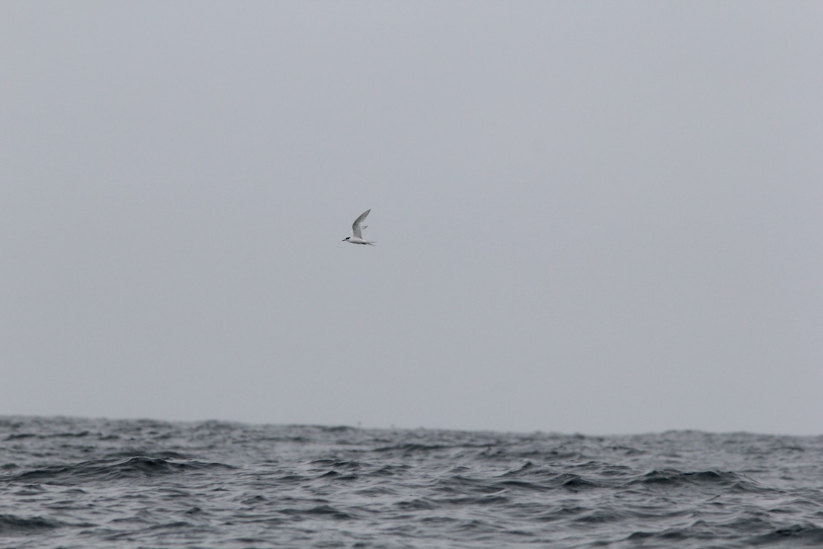 White-fronted Tern - ML495189281