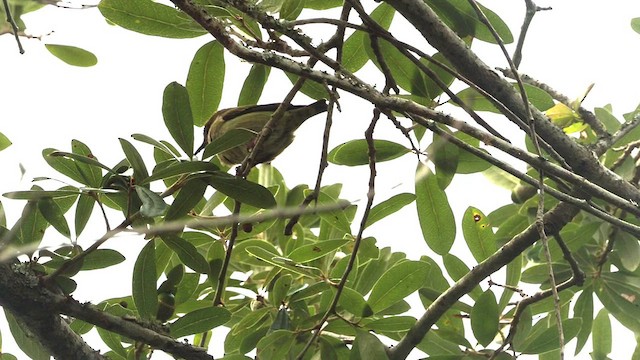 Red-legged Honeycreeper - ML495189291