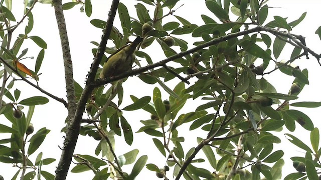 Red-legged Honeycreeper - ML495189301