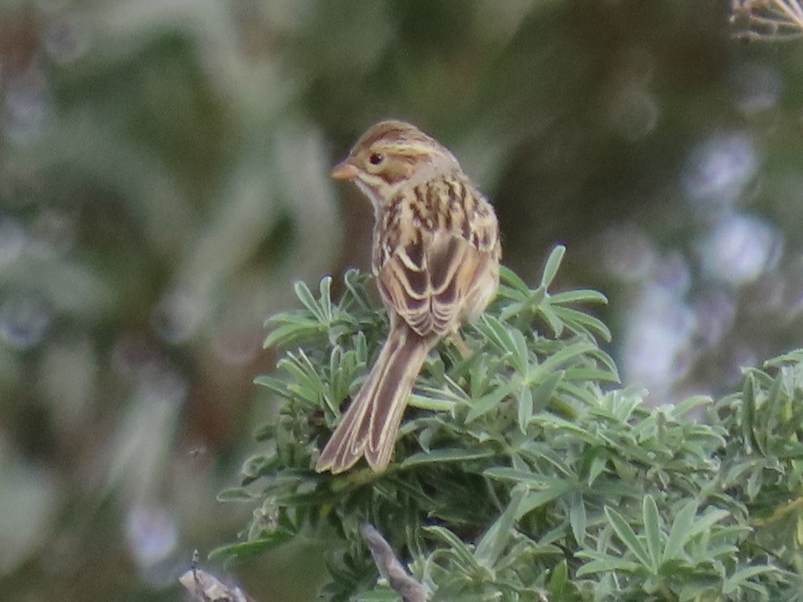 Clay-colored Sparrow - ML495189391