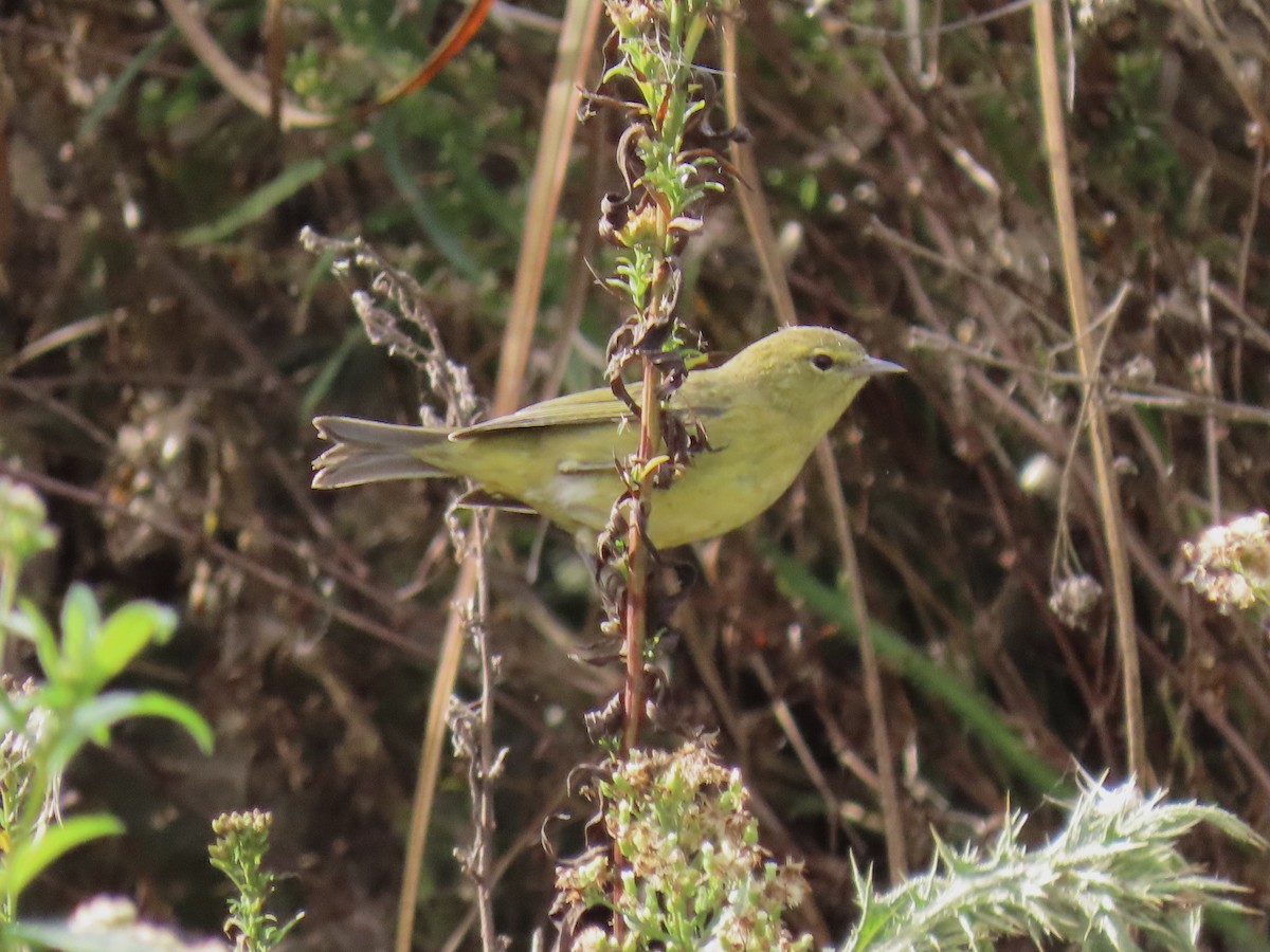 Orange-crowned Warbler - ML495189611