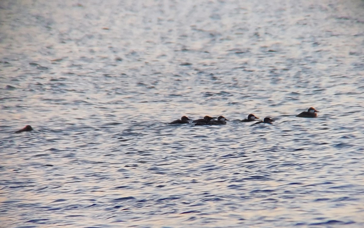 Ruddy Duck - ML495189891