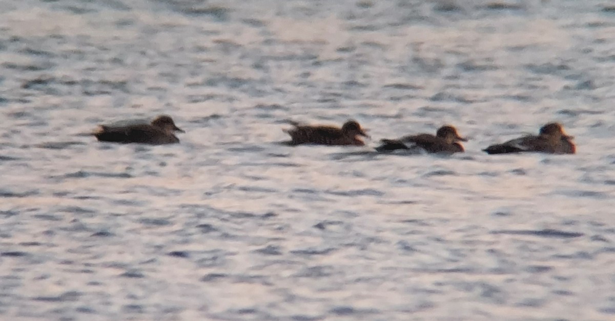 Gadwall - ML495190161