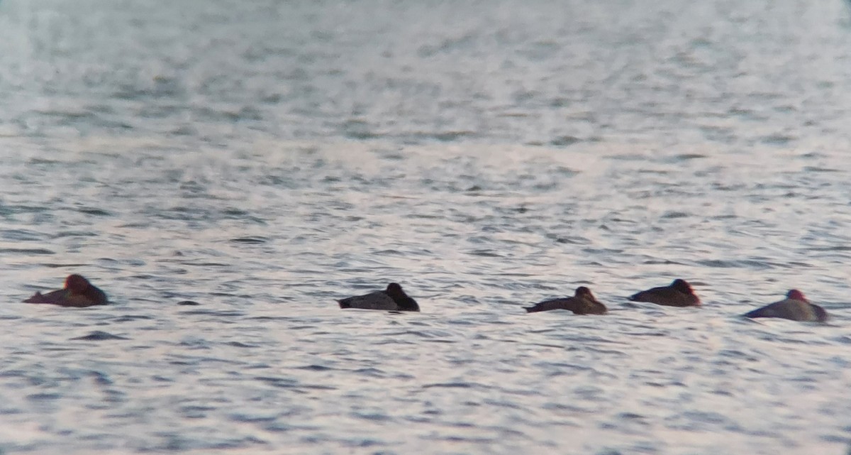 Redhead - ML495190641