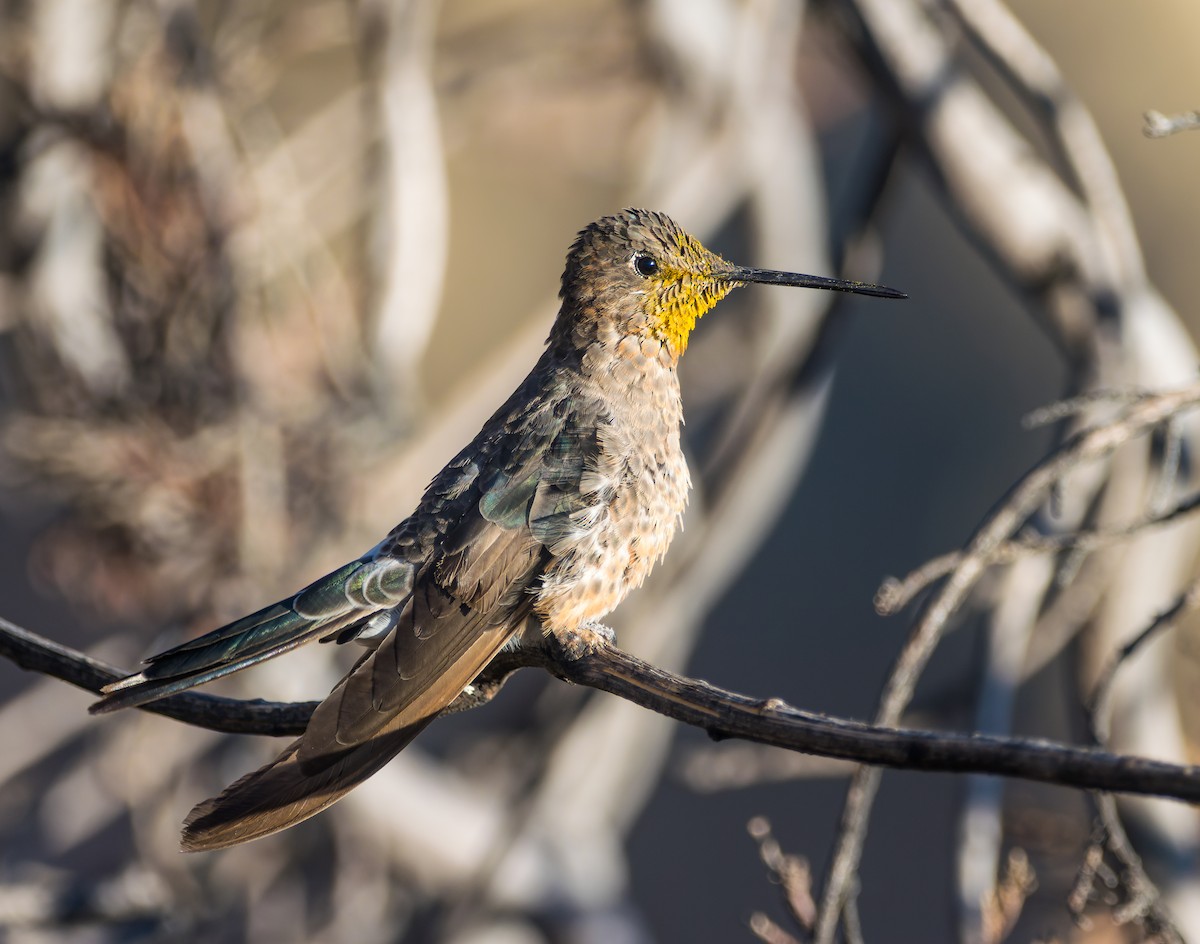 Giant Hummingbird - ML495192171