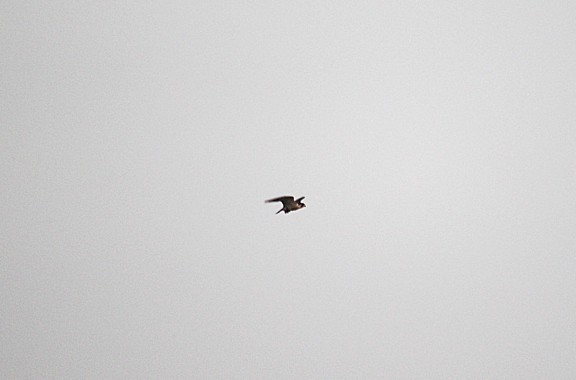 Falco pellegrino - ML495193011