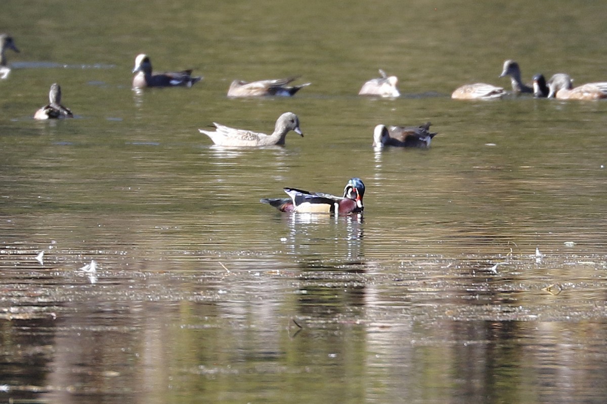Wood Duck - ML495193111