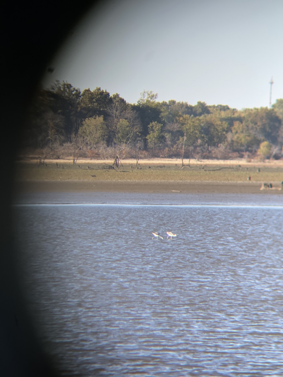 Avoceta Americana - ML495193161