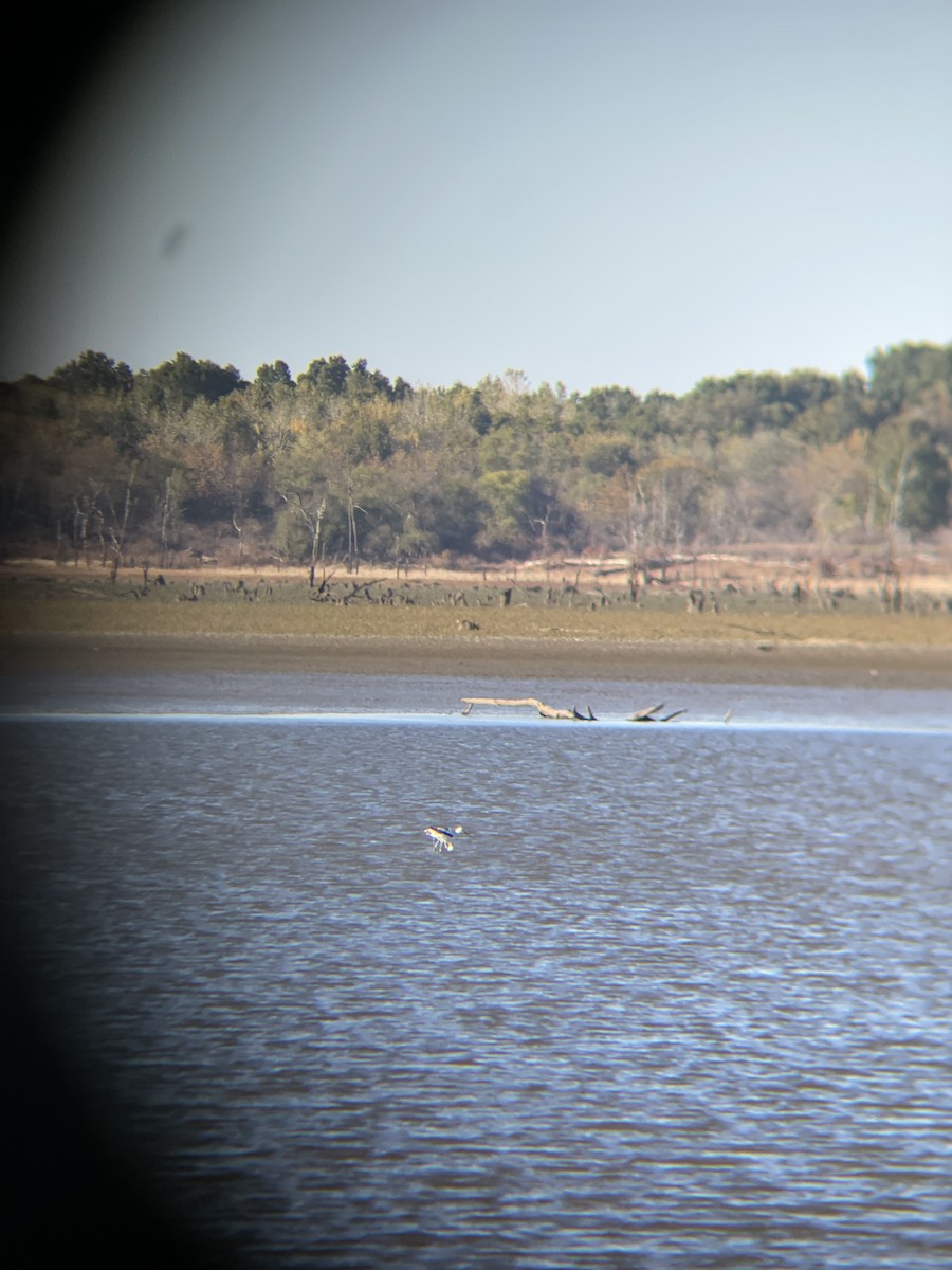 American Avocet - ML495193171