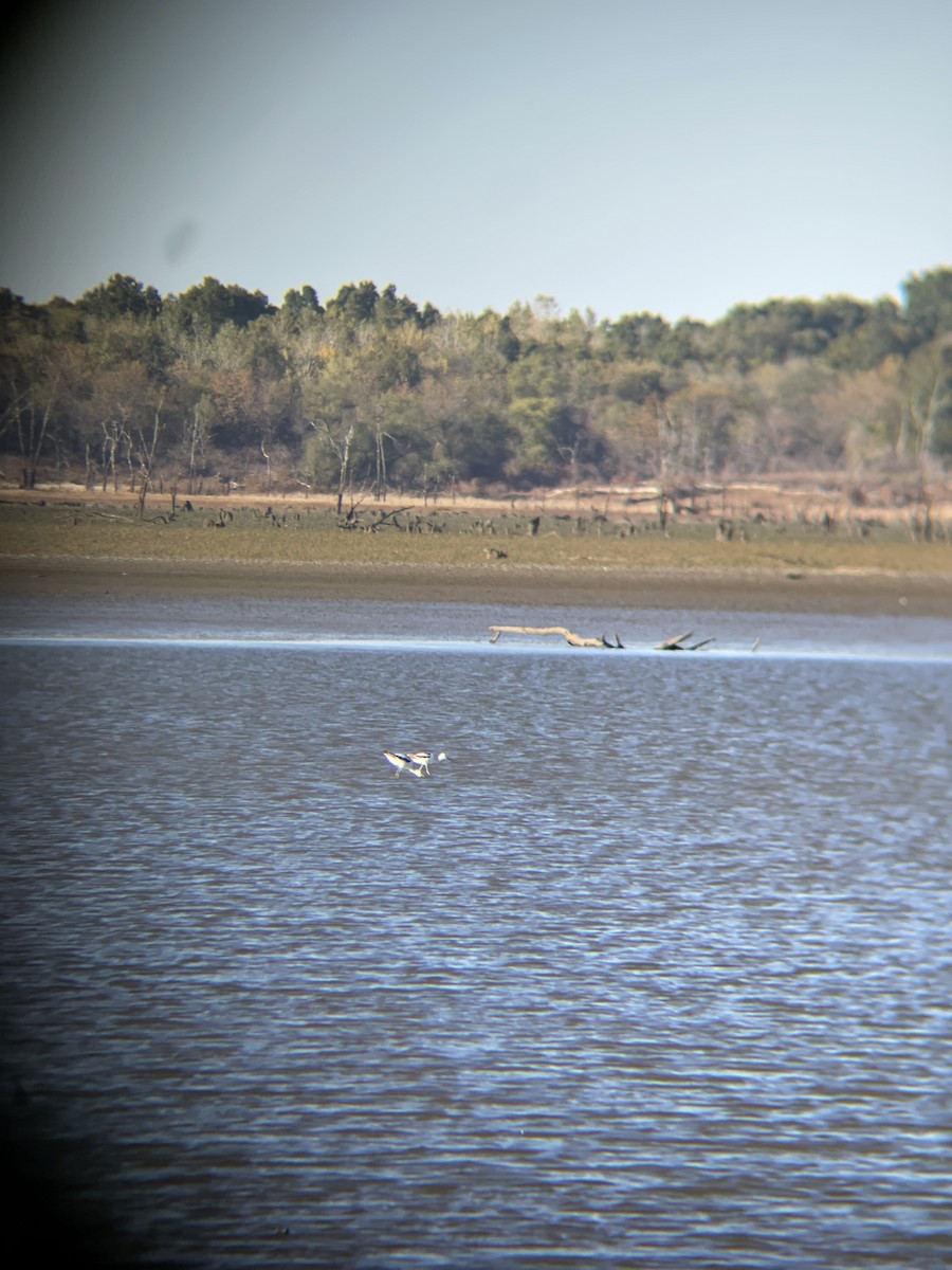 American Avocet - ML495193191