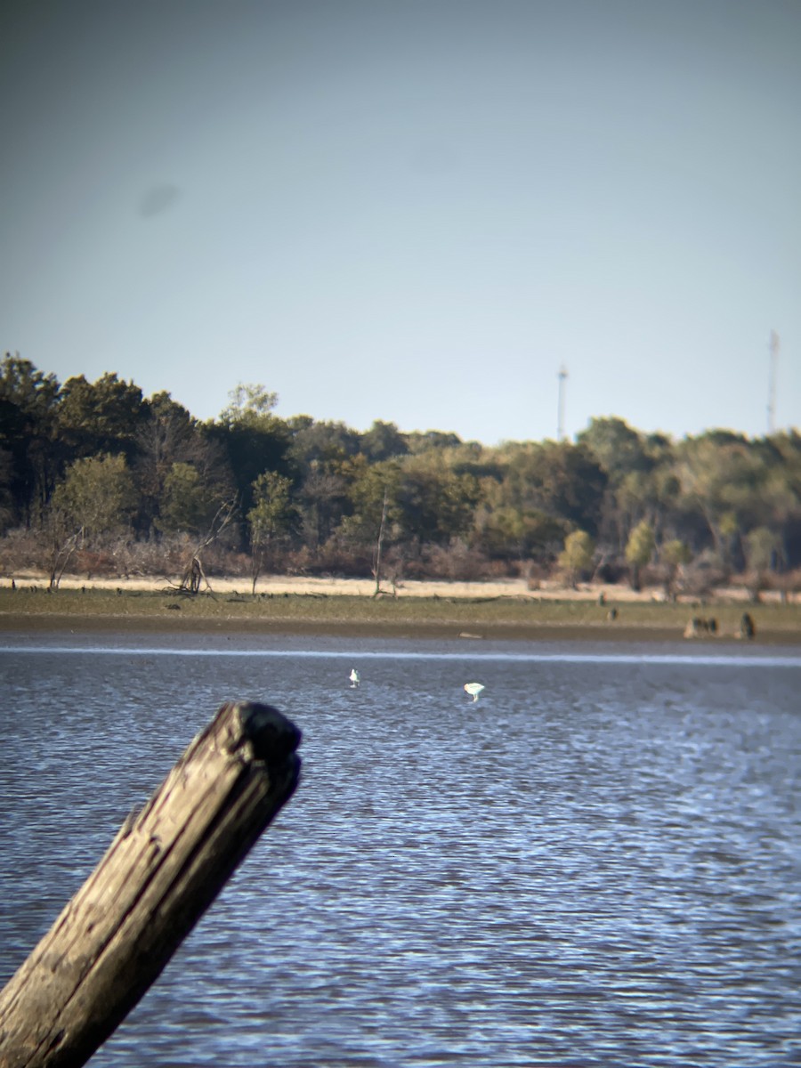 Avoceta Americana - ML495193221