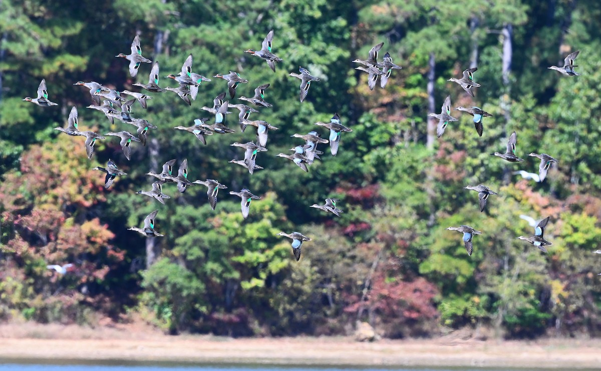 Blue-winged Teal - ML495193271