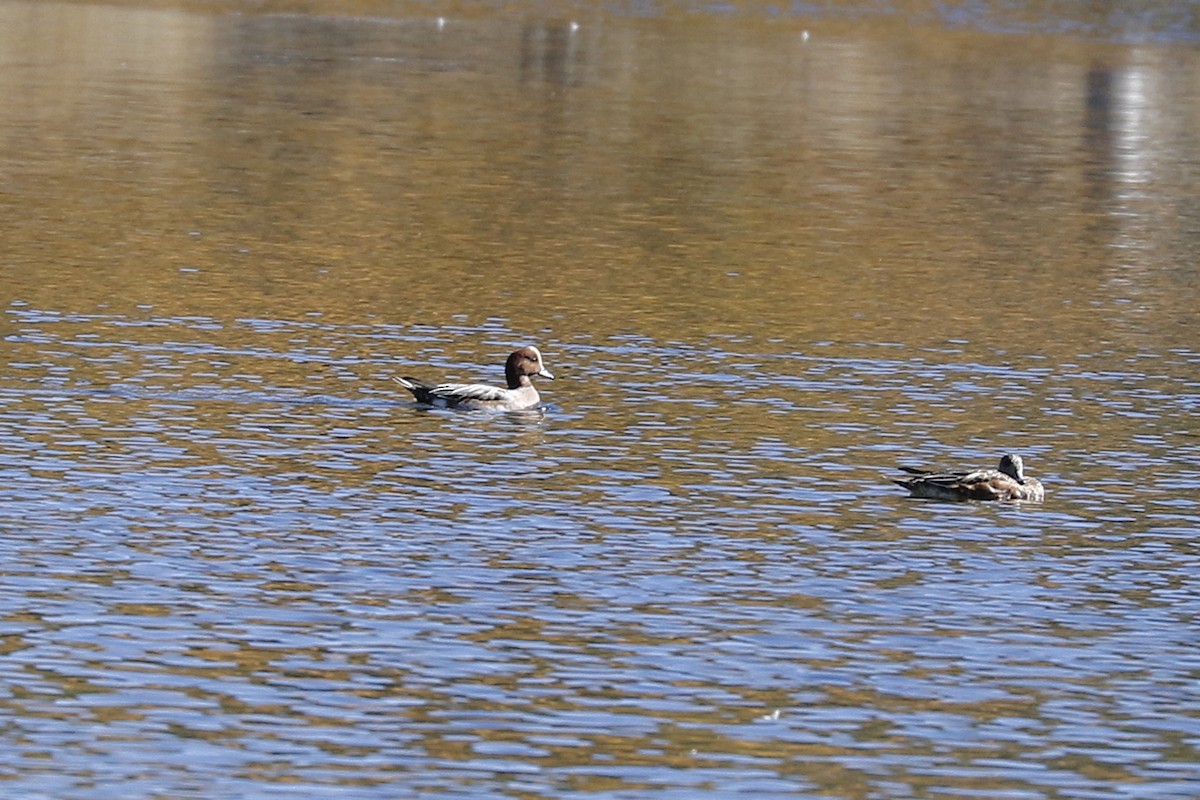Зээрд нугас - ML495193281