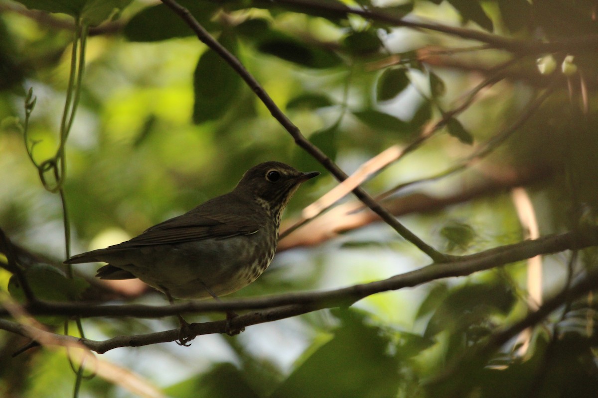 Swainson's Thrush - ML495194261