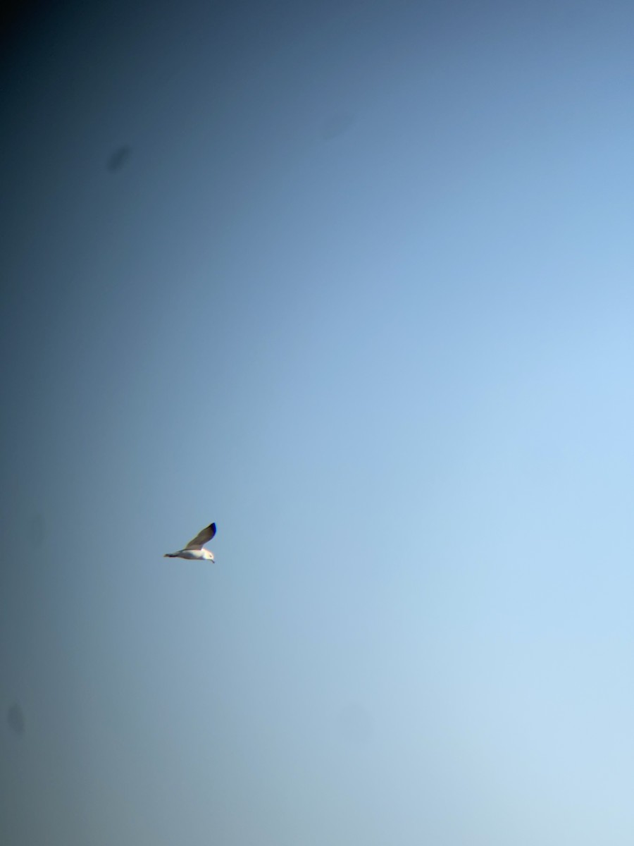 Ring-billed Gull - ML495194331