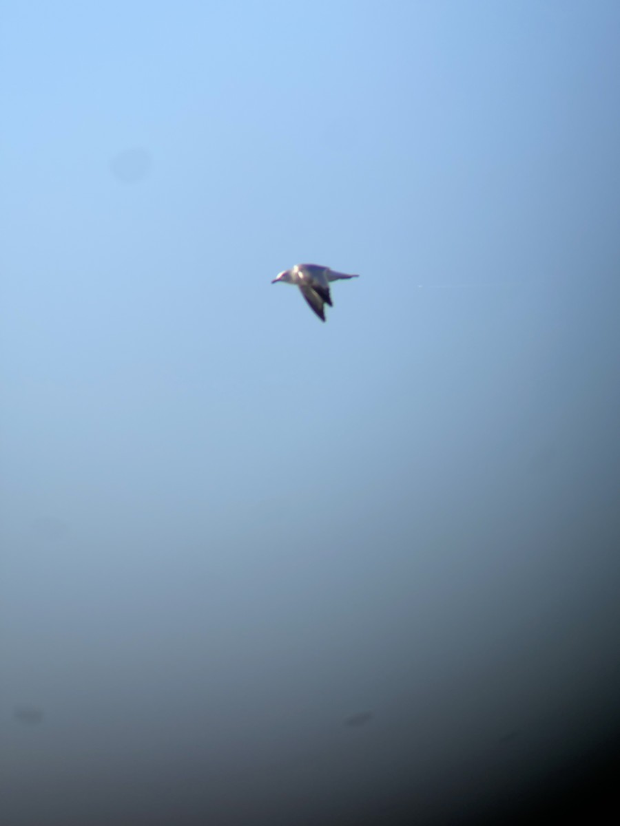 Ring-billed Gull - Jacob Tsikoyak