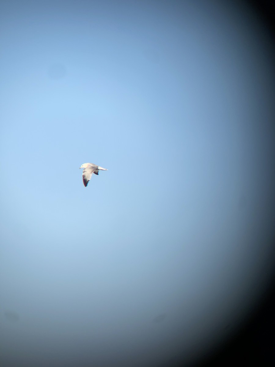 Ring-billed Gull - Jacob Tsikoyak