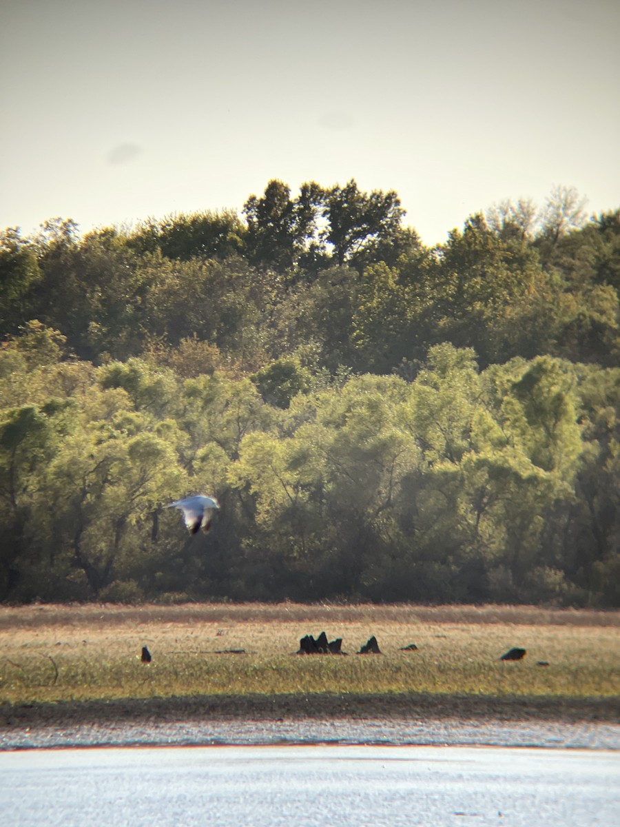 Gaviota de Delaware - ML495194381