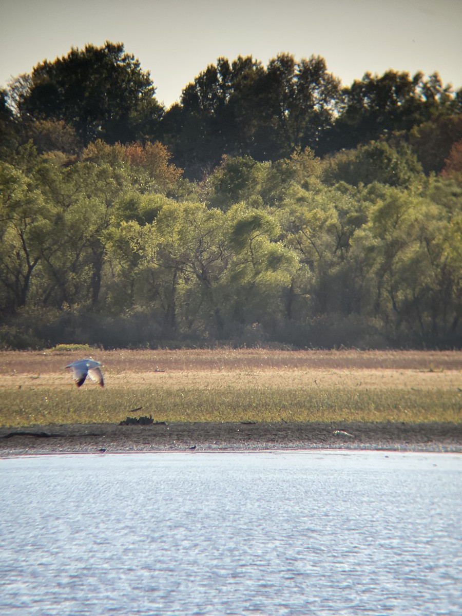 Ring-billed Gull - ML495194391