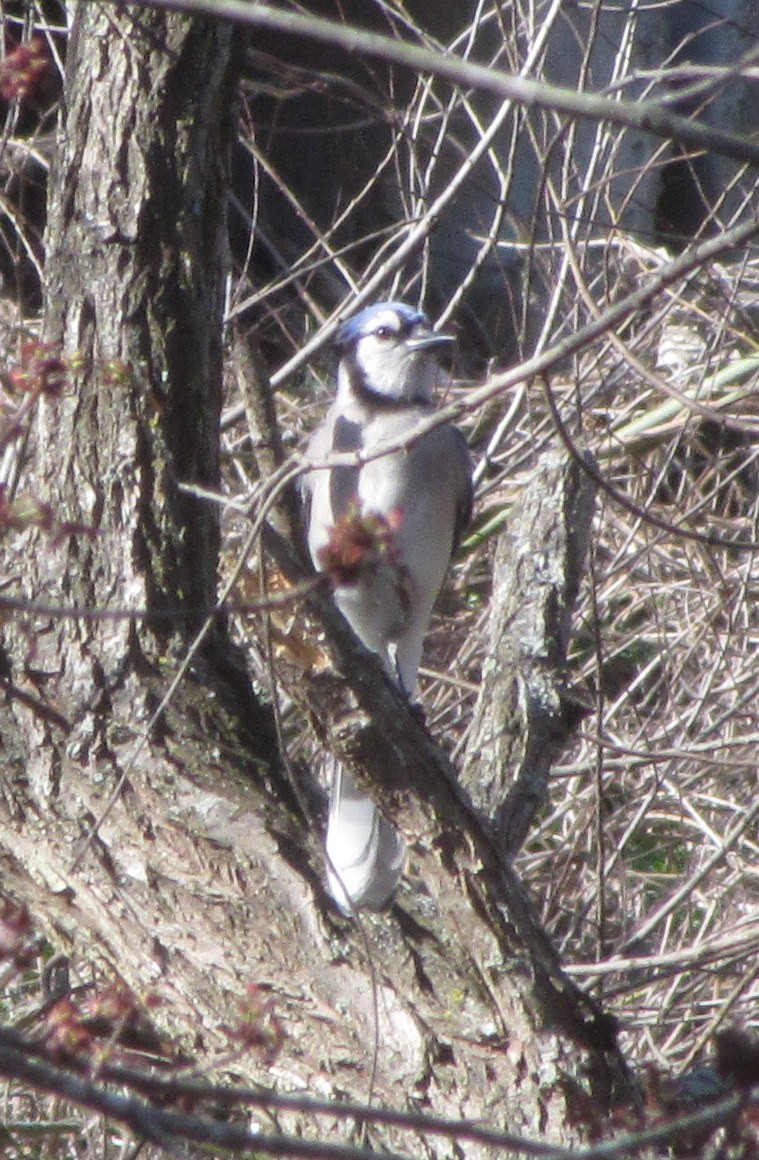 Blue Jay - ML49519461