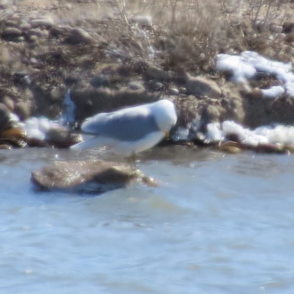 Ring-billed Gull - ML49519591