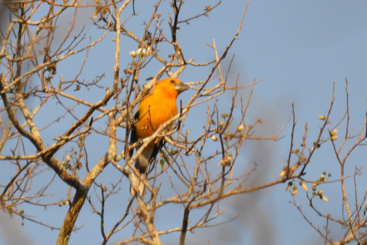 Yellow Grosbeak - Carlos Mancera (Tuxtla Birding Club)