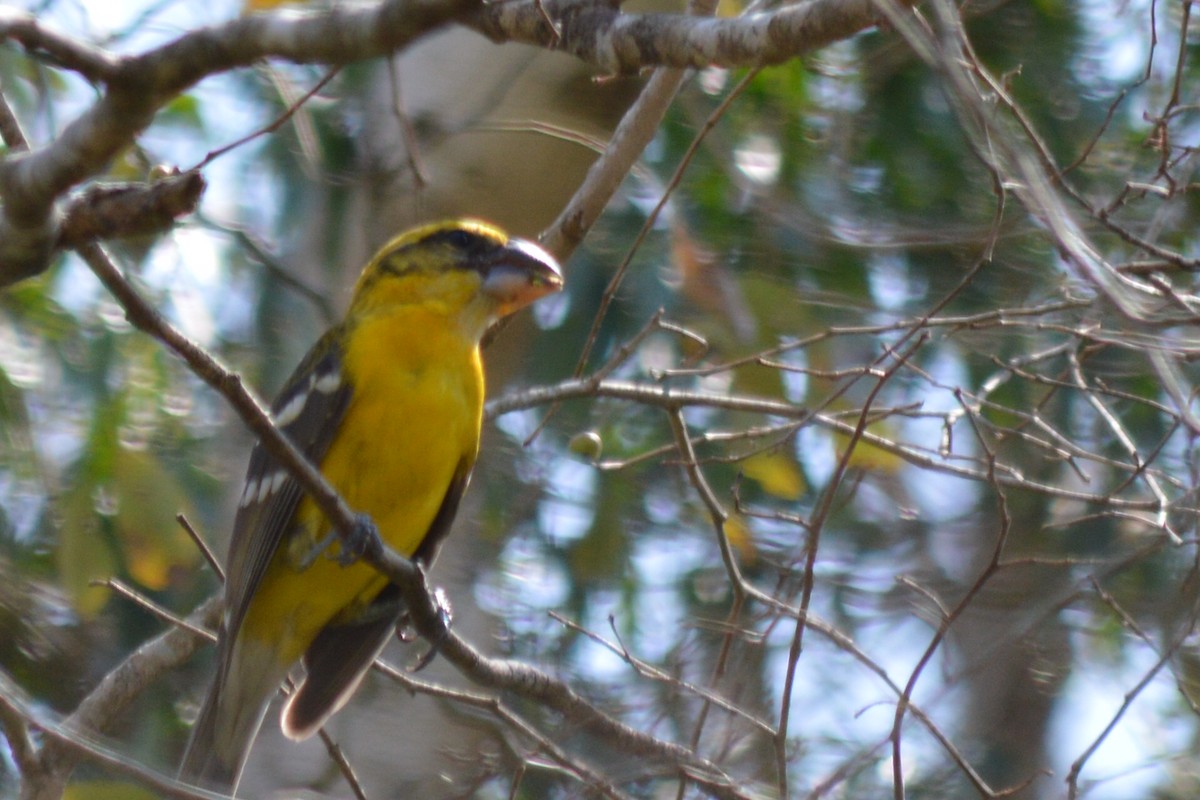Yellow Grosbeak - Carlos Mancera (Tuxtla Birding Club)