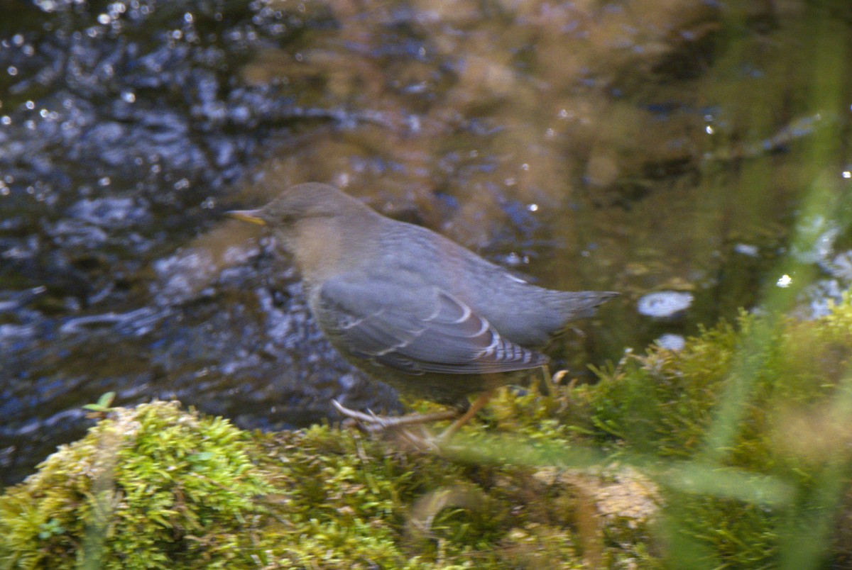 American Dipper - ML495197521