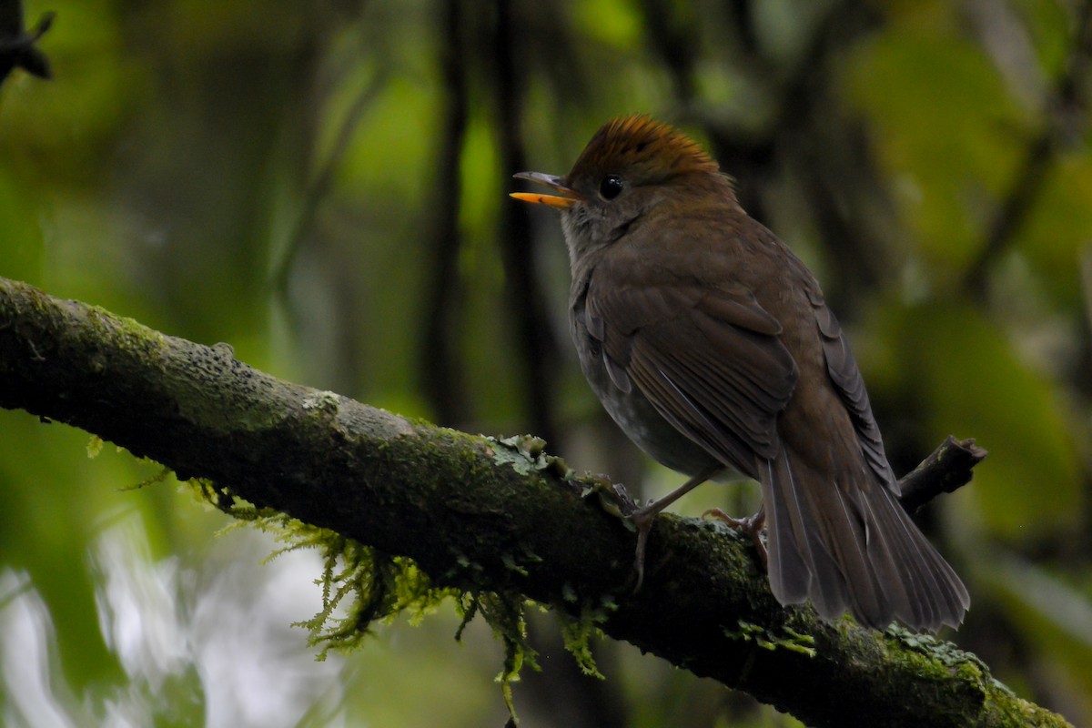 Ruddy-capped Nightingale-Thrush - ML495198151