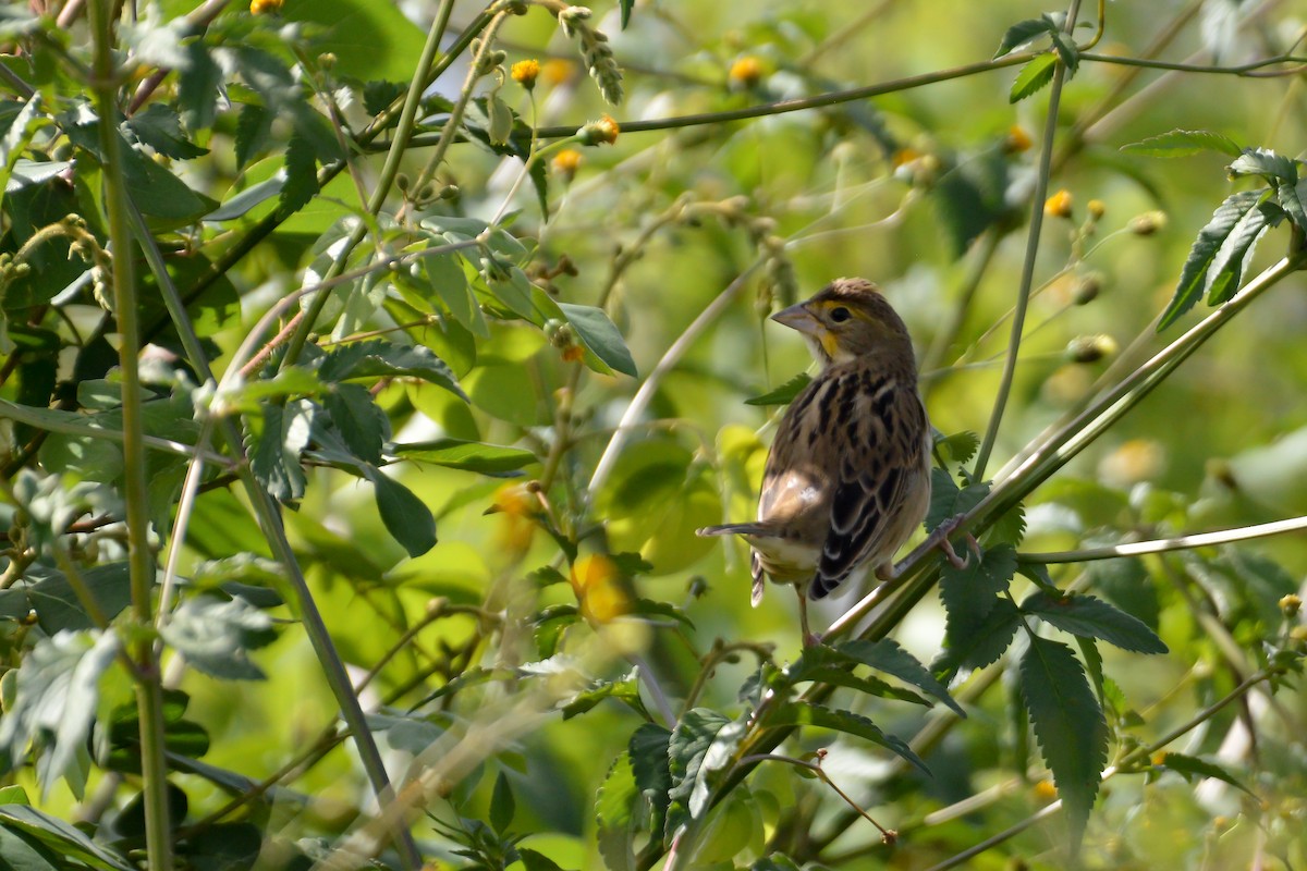 Dickcissel - ML495199041