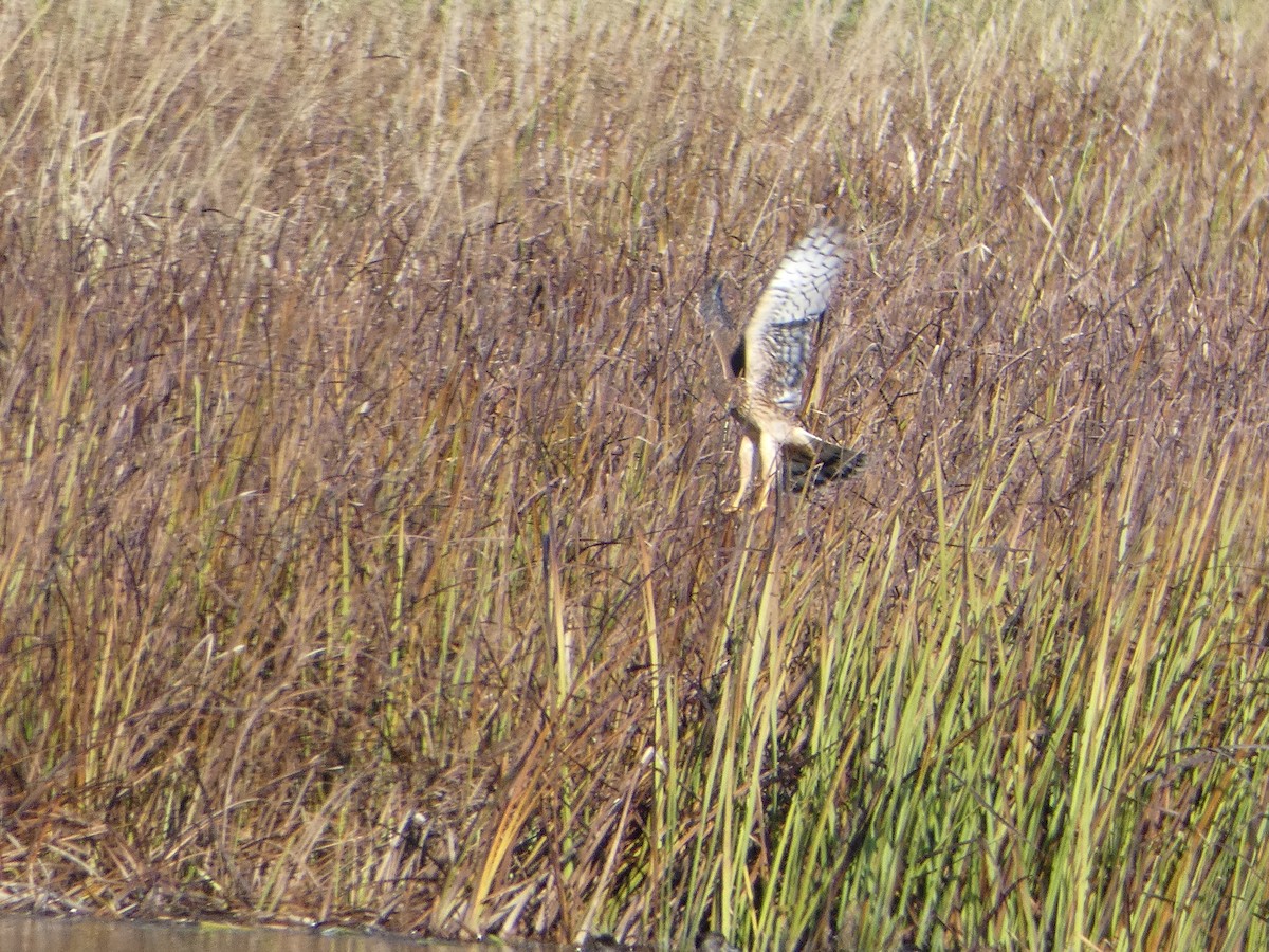 Northern Harrier - ML495199321