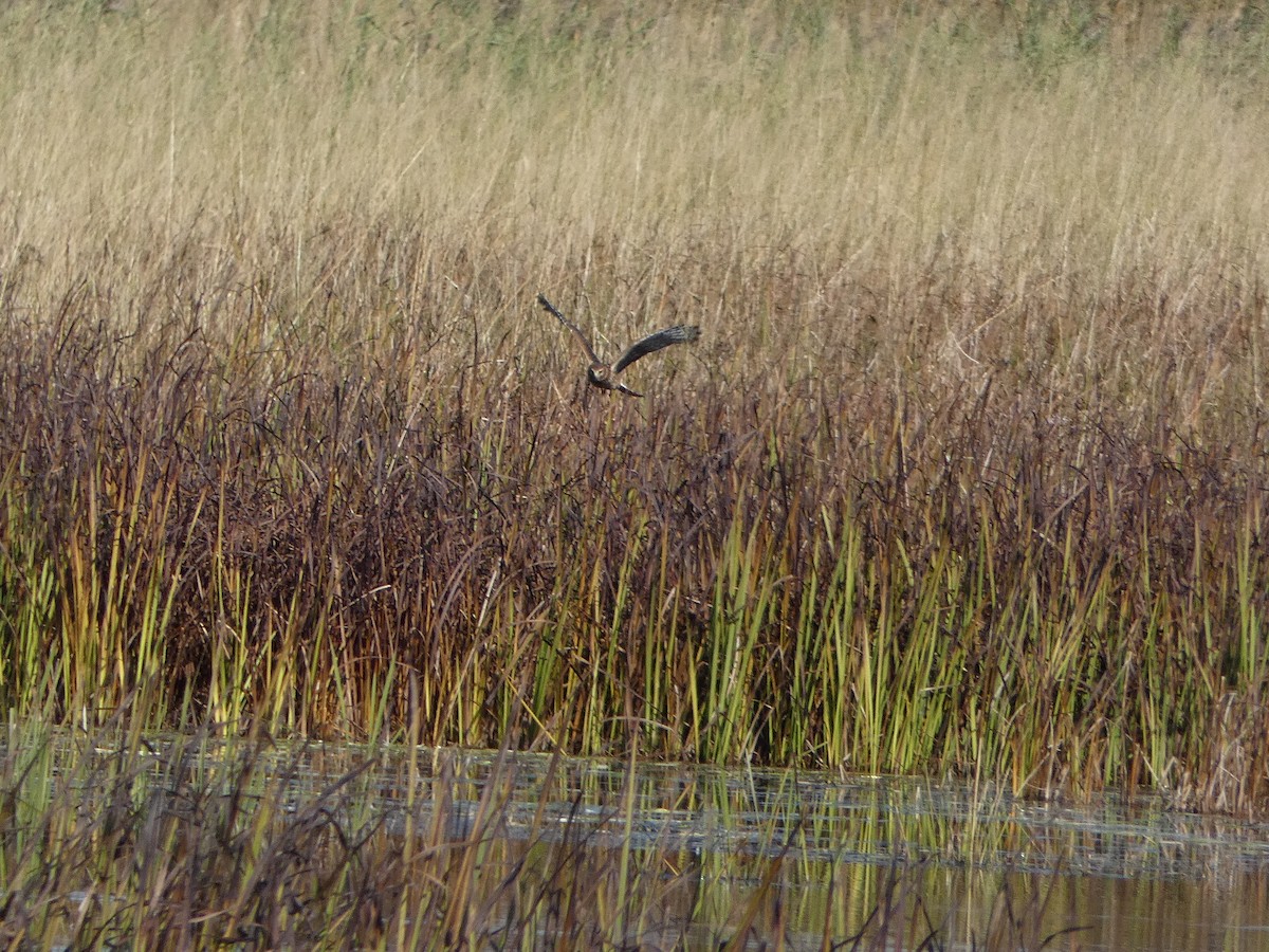 Northern Harrier - ML495199331