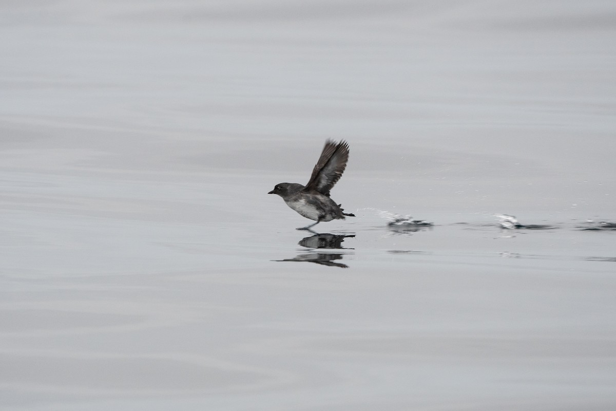 Cassin's Auklet - ML495199921