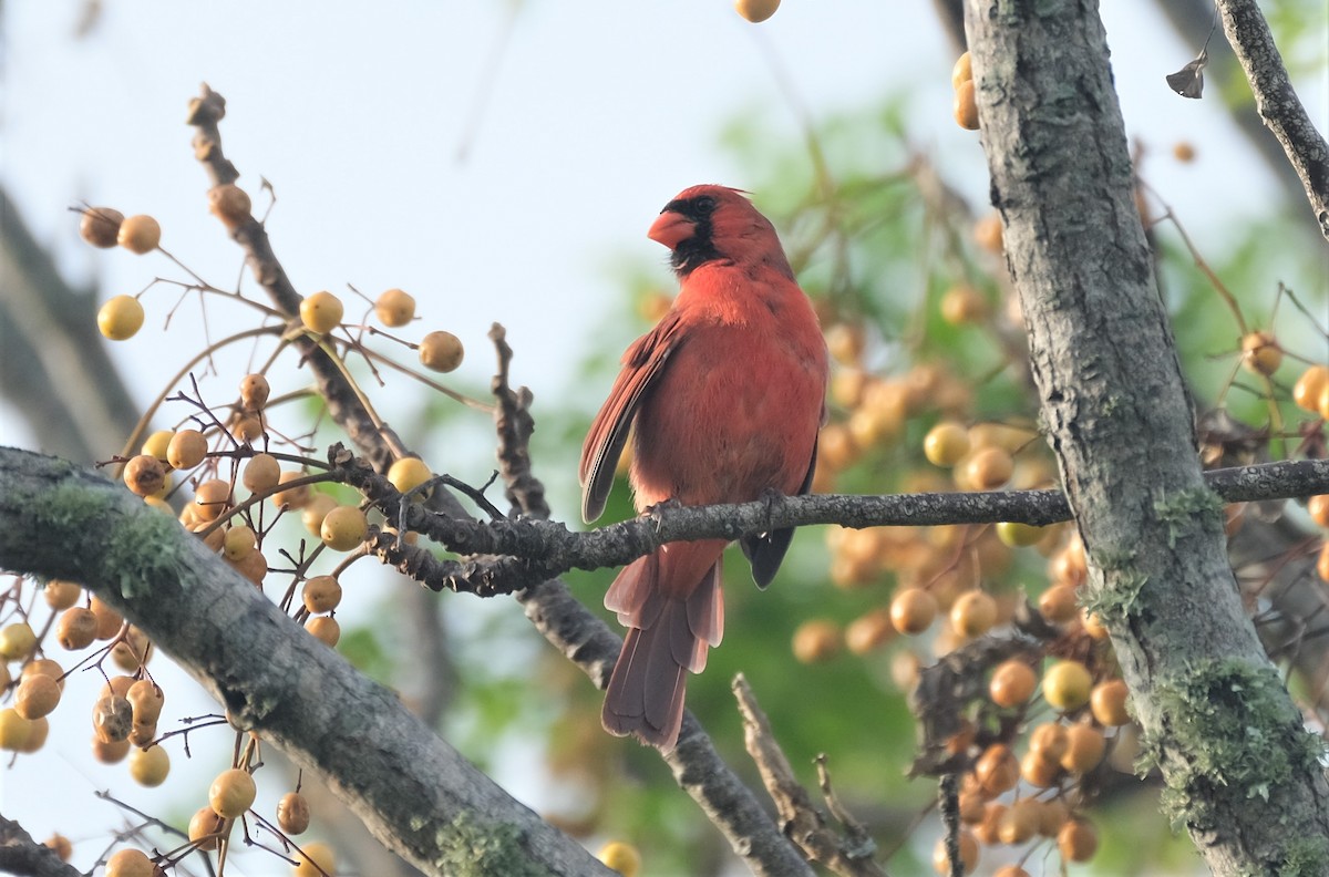 Cardinal rouge - ML495201261