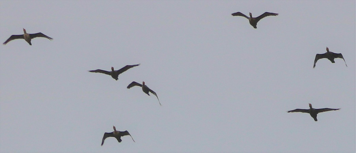 Double-crested Cormorant - ML495202221