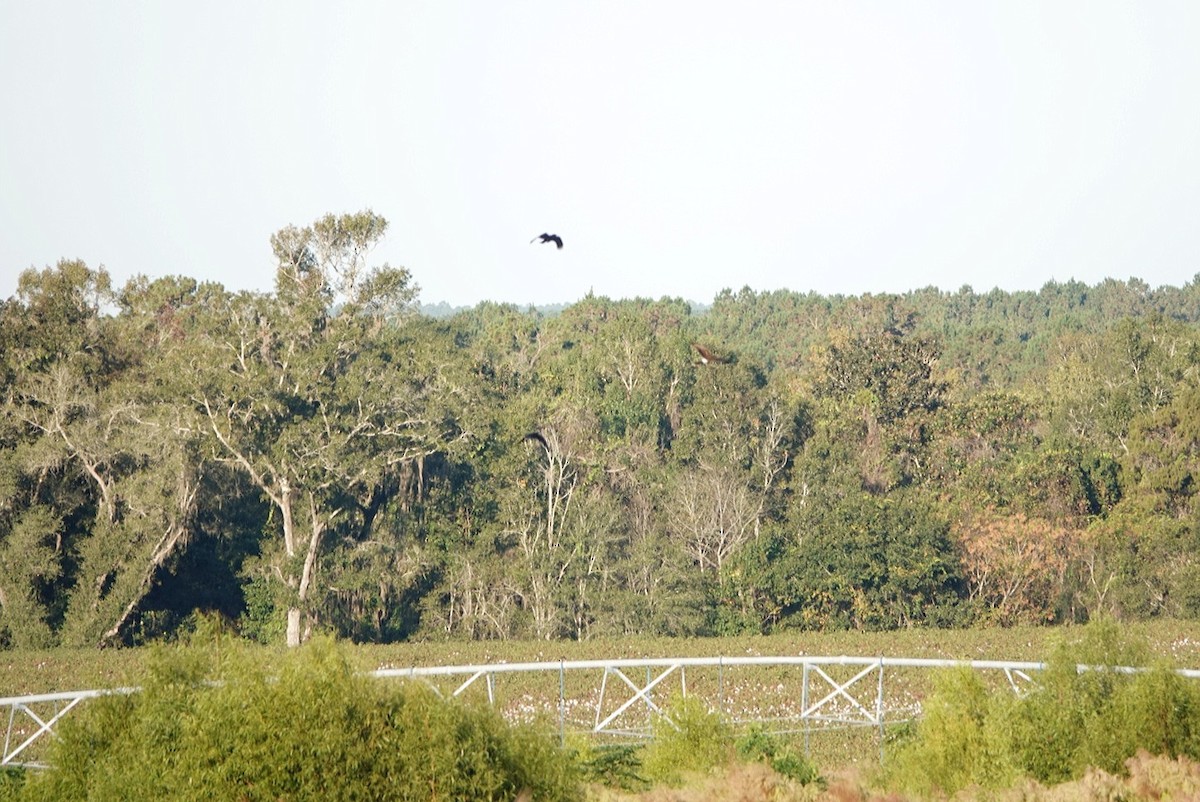 Northern Harrier - ML495202641