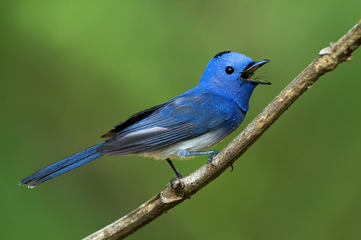 Black-naped Monarch - ML495202661