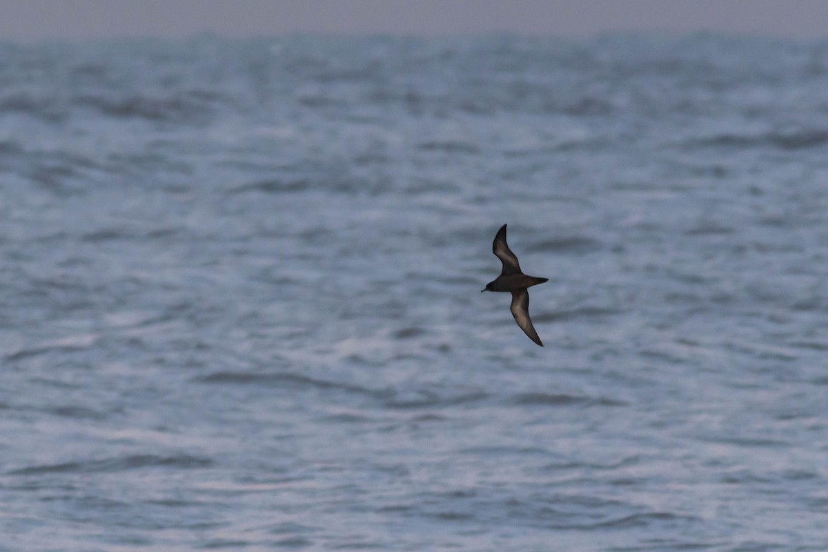 Puffin à bec grêle - ML495203451