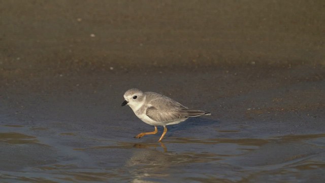 Piping Plover - ML495204281