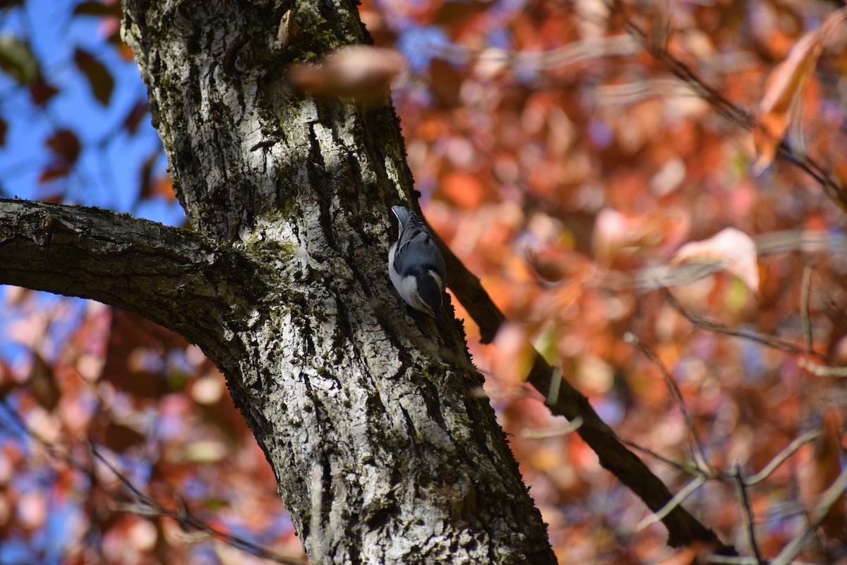 White-breasted Nuthatch - ML495204481