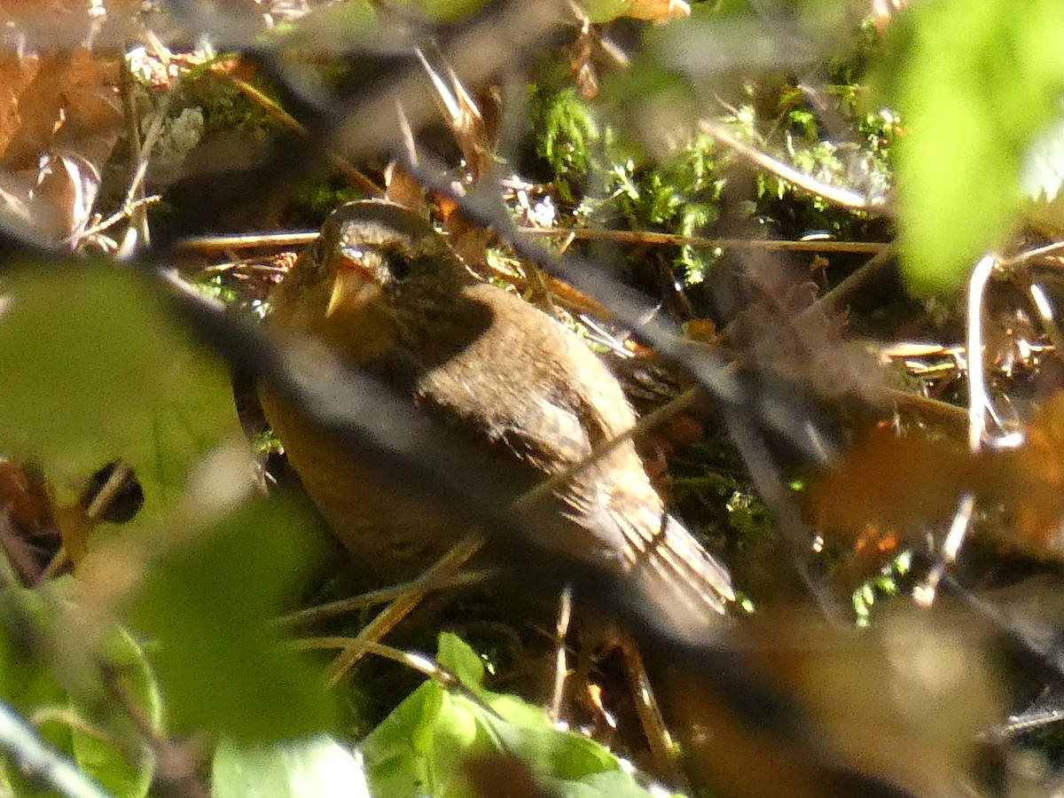 Pacific Wren - ML495206961