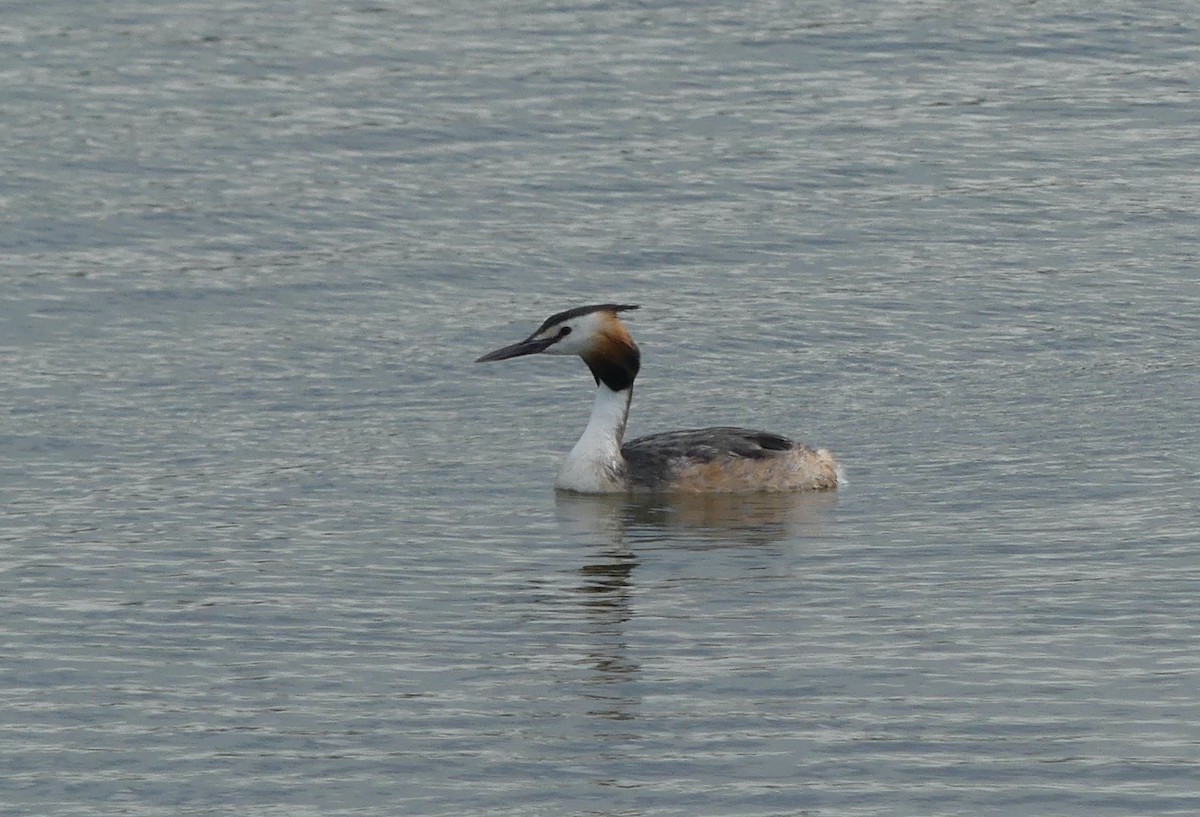 Great Crested Grebe - ML495209401