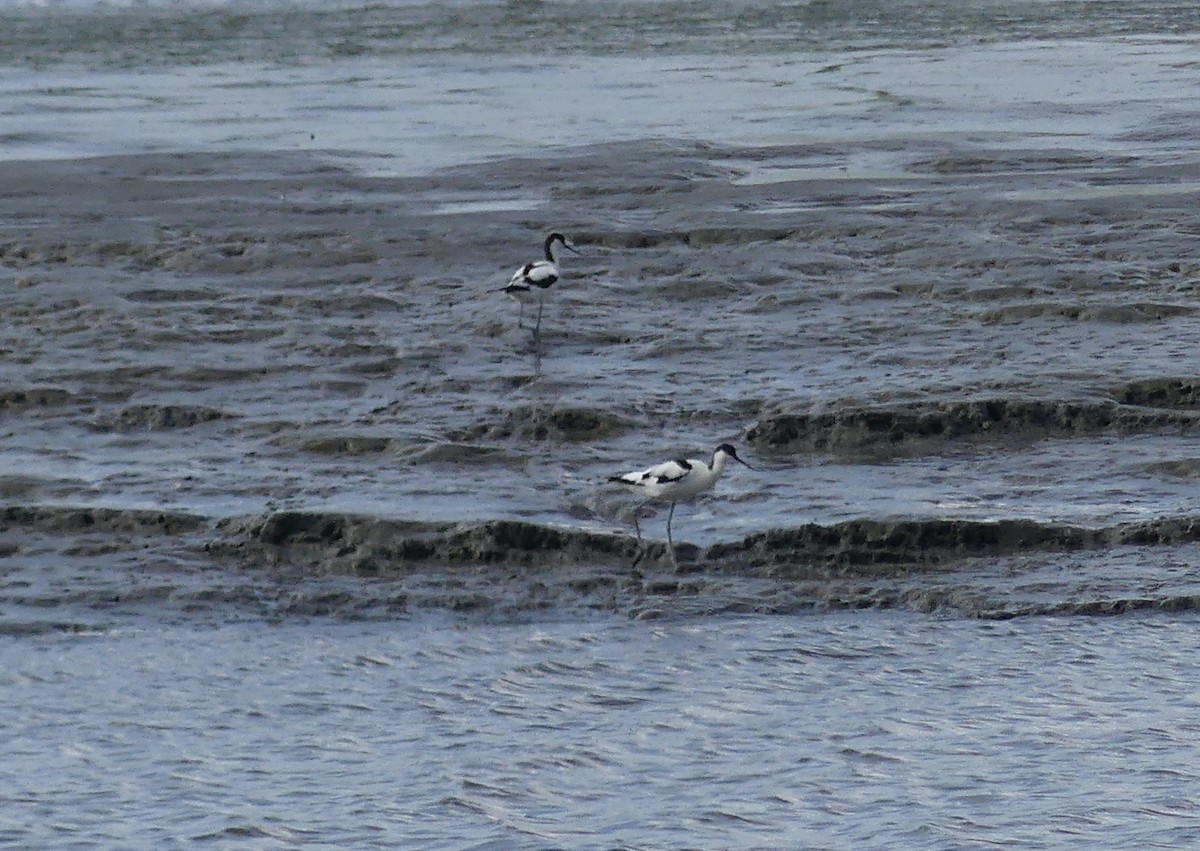 Pied Avocet - ML495209651