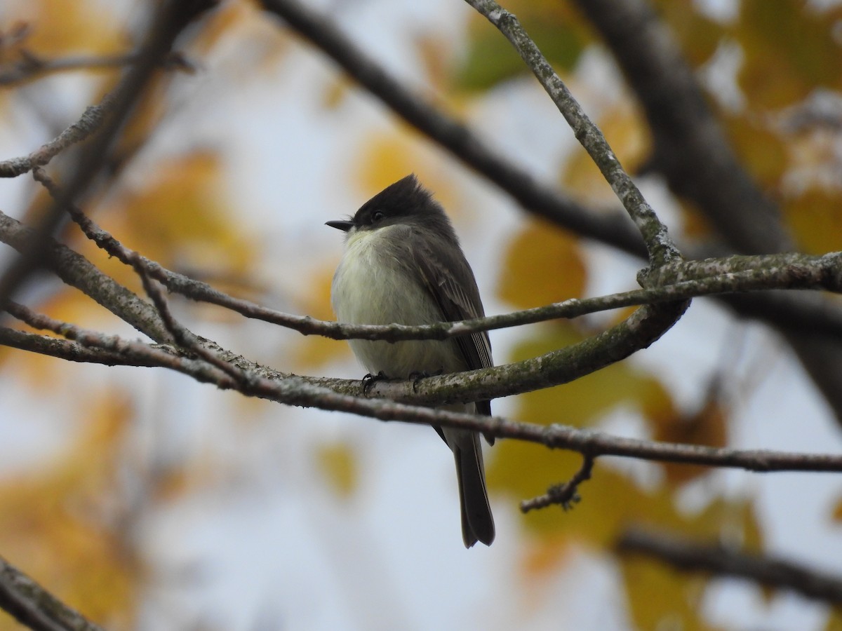 Eastern Phoebe - ML495209681