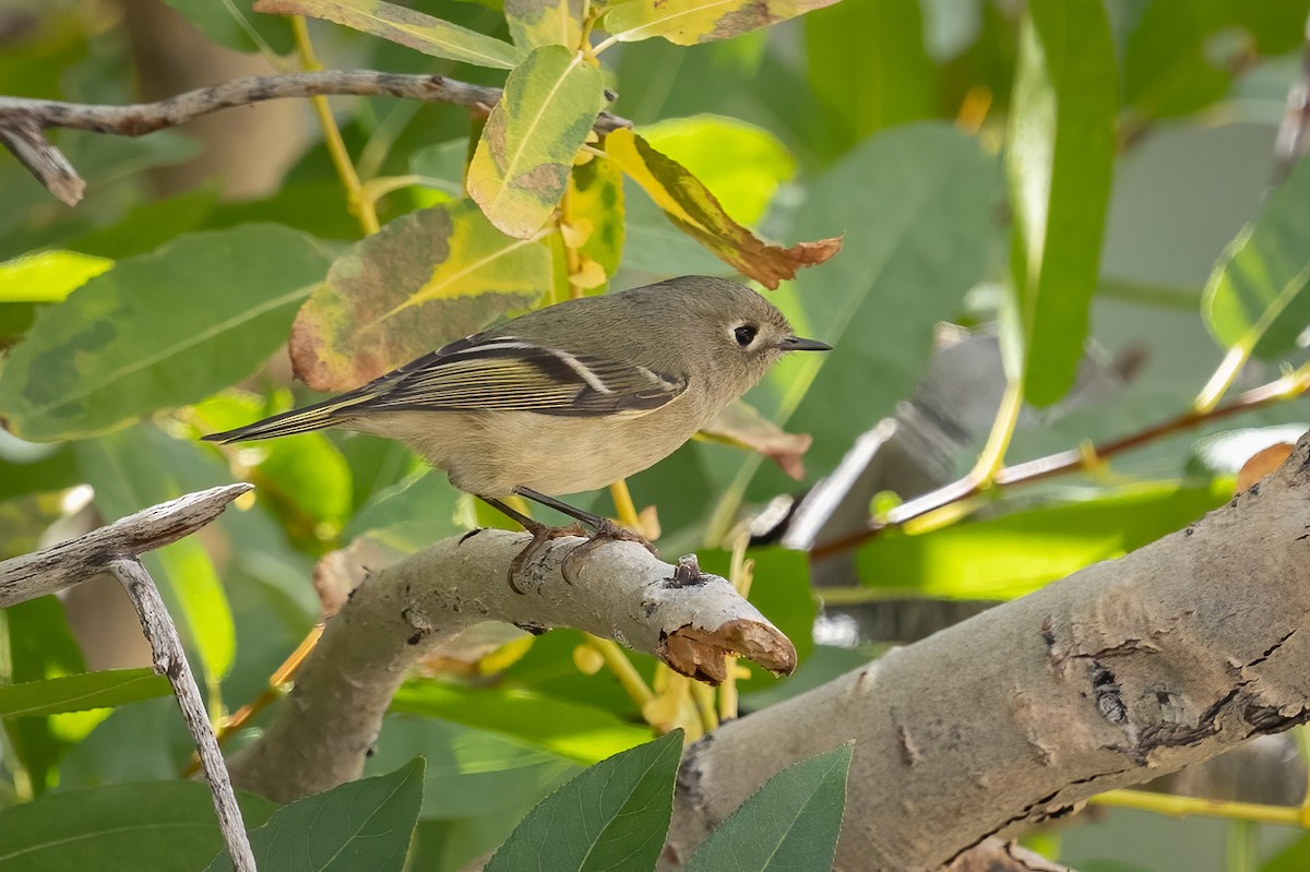 Ruby-crowned Kinglet - Carole Rose