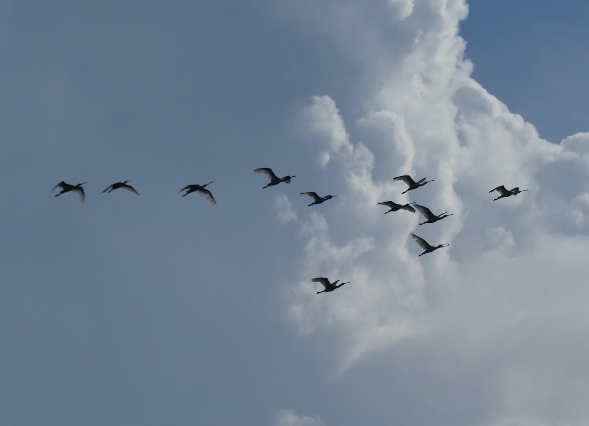 Eurasian Spoonbill - ML495209841
