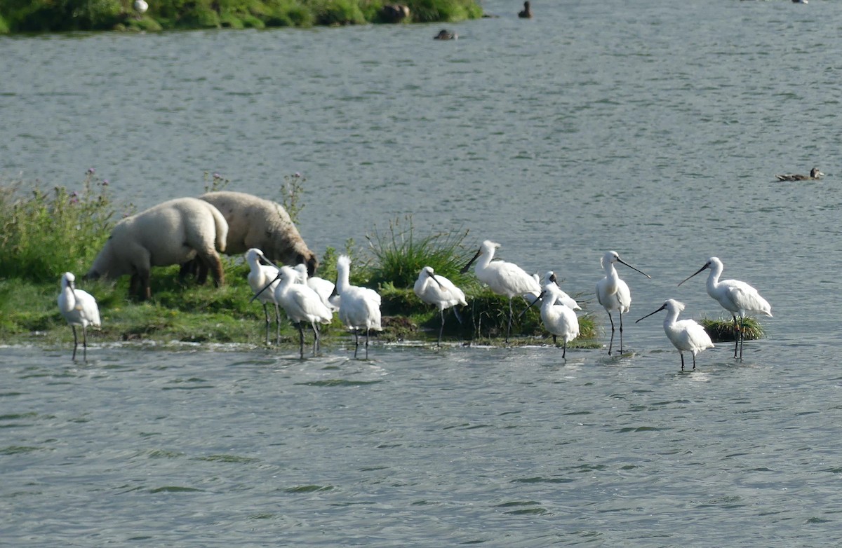 Eurasian Spoonbill - ML495209851