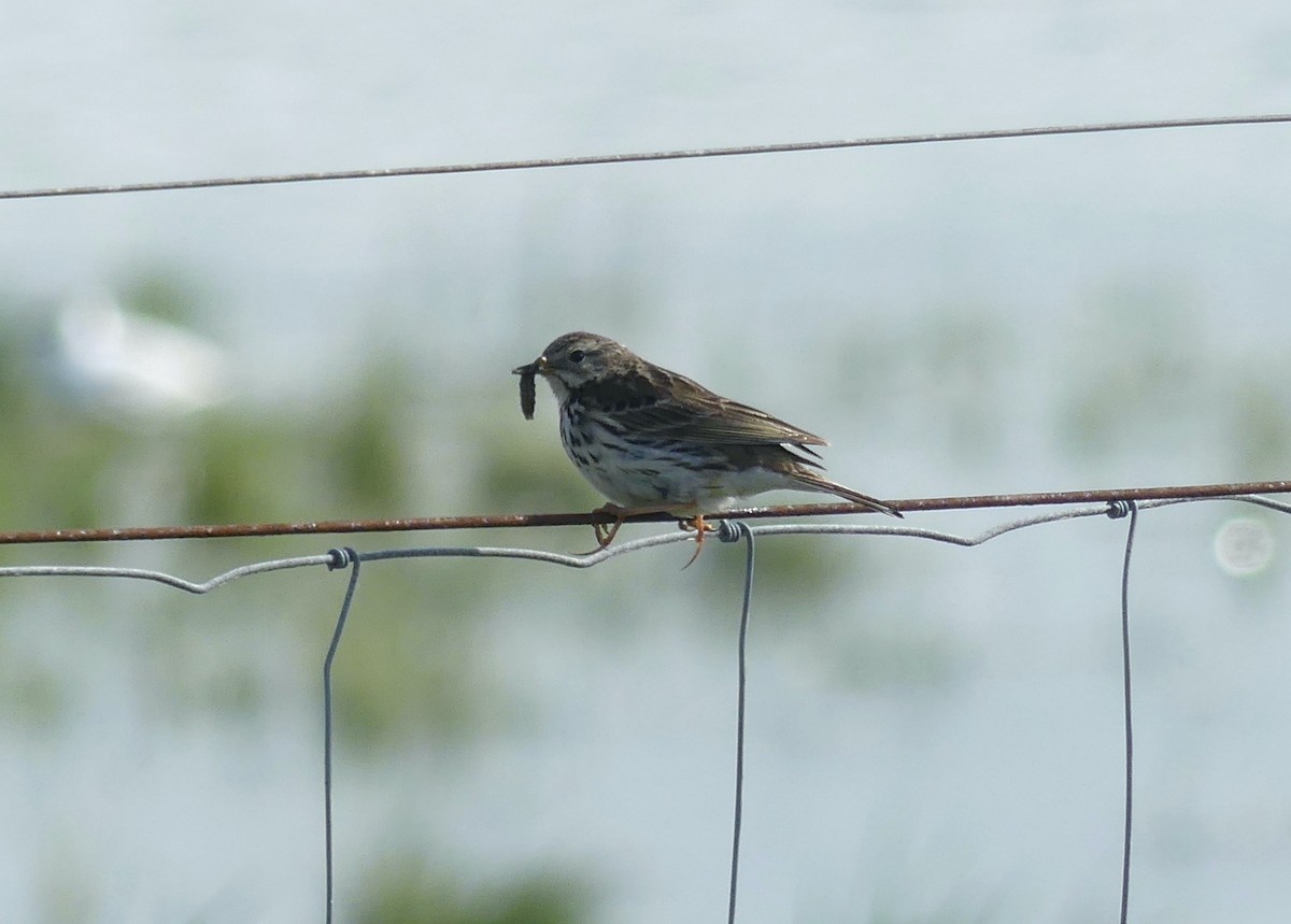 Meadow Pipit - ML495209951